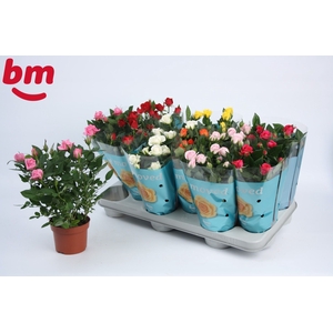 RO B MONDE GEM 7 SRT
