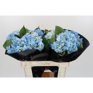 Hydrangea Shocking Blue Premium