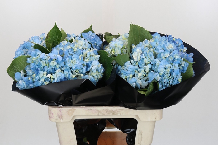 <h4>Hydrangea Shocking Blue Premium</h4>