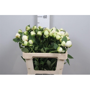 Paeo L Bridal Shower