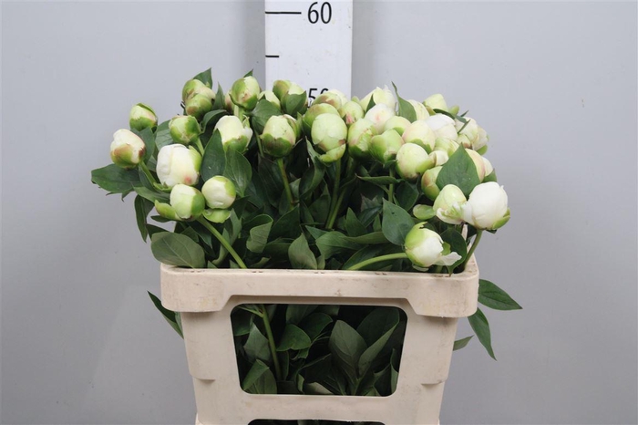 <h4>Paeo L Bridal Shower</h4>