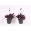 Tradescantia Purple Heart