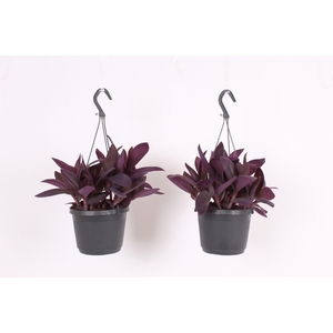Tradescantia Purple Heart