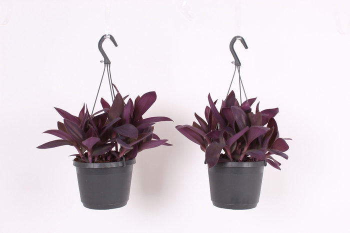 <h4>Tradescantia Purple Heart</h4>