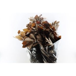 Beuk Beech Stab. Brown