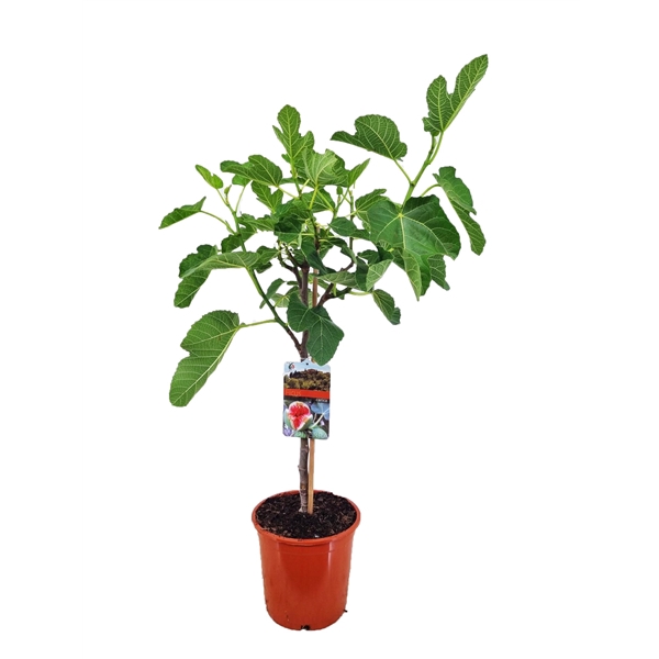 <h4>Ficus carica</h4>