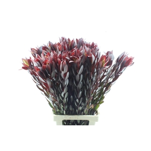Leucad Saf Sunset Xl