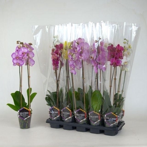 PHAL MIX 2 TAK 50CM