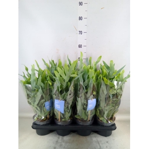 Phlebodium aureum 'Blue Star'