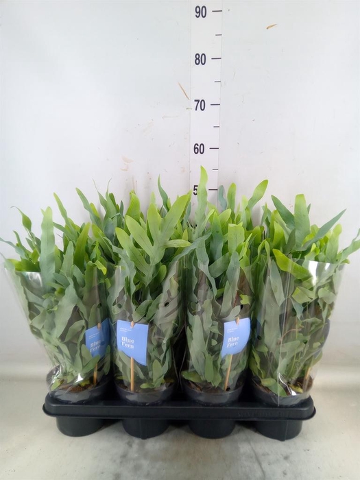 <h4>Phlebodium aureum 'Blue Star'</h4>