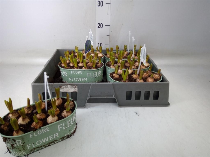 <h4>Arr.  Muscari L%</h4>