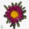 Callistephus Matsumoto Red (x bunche)