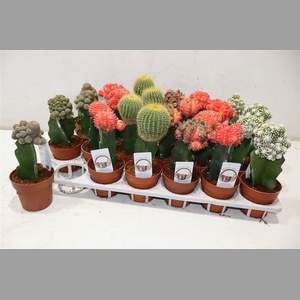 Cactus Gem