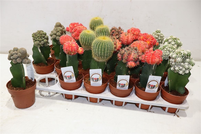 <h4>Cactus Gem</h4>