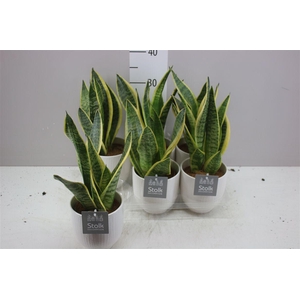 Sansevieria Tr Futura Superba Liv Keramiek