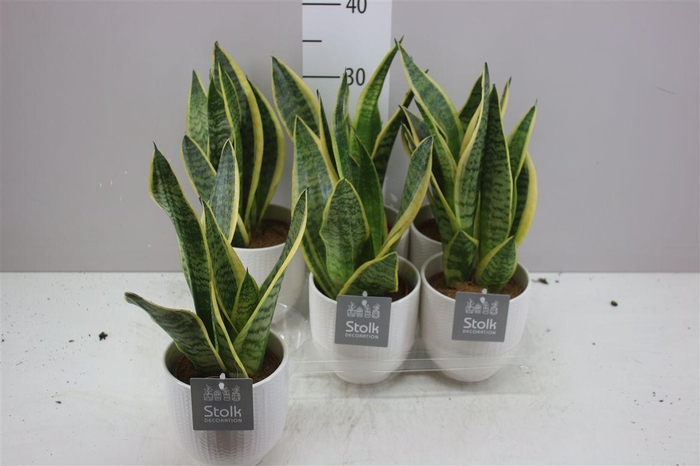 <h4>Sansevieria Tr Futura Superba Liv Keramiek</h4>