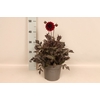 Dahlia 19 cm Donkerblad Halo