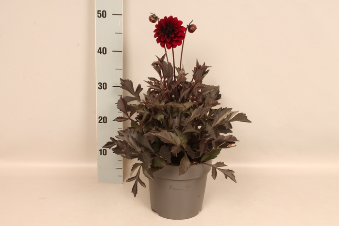 Dahlia 19 cm Donkerblad Halo