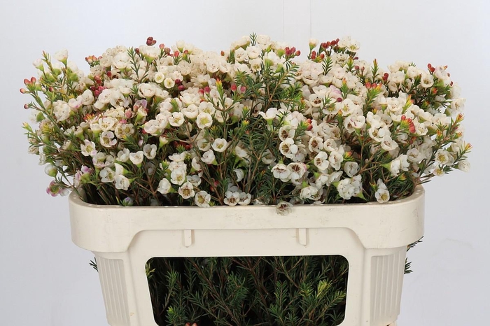 <h4>Chamelaucium Moonlight Delight</h4>