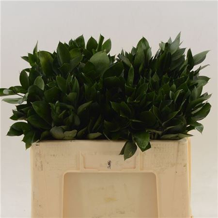 <h4>Ruscus Hypophyllum</h4>