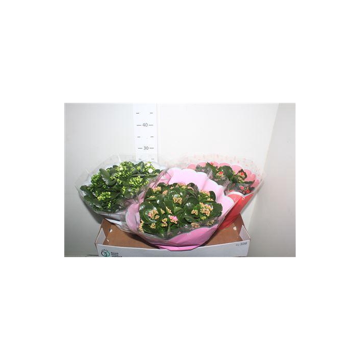 <h4>Kal Ge Gem 4 Kl</h4>