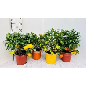 Citrus Mixed 2+ Var. bush/stem