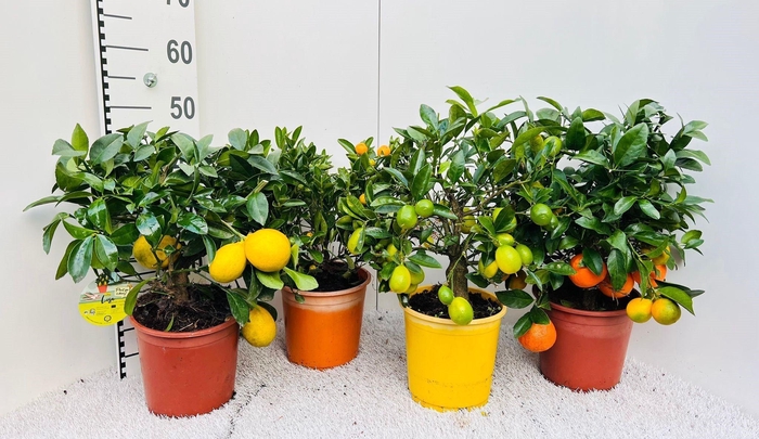 <h4>Citrus Mixed 2+ Var. bush/stem</h4>