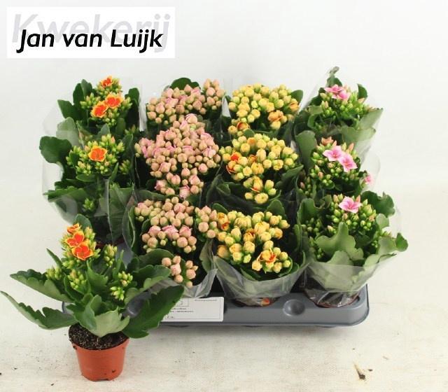 <h4>KAL GE GEM 4 KL</h4>