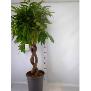 Ficus binn. 'Amstel King'