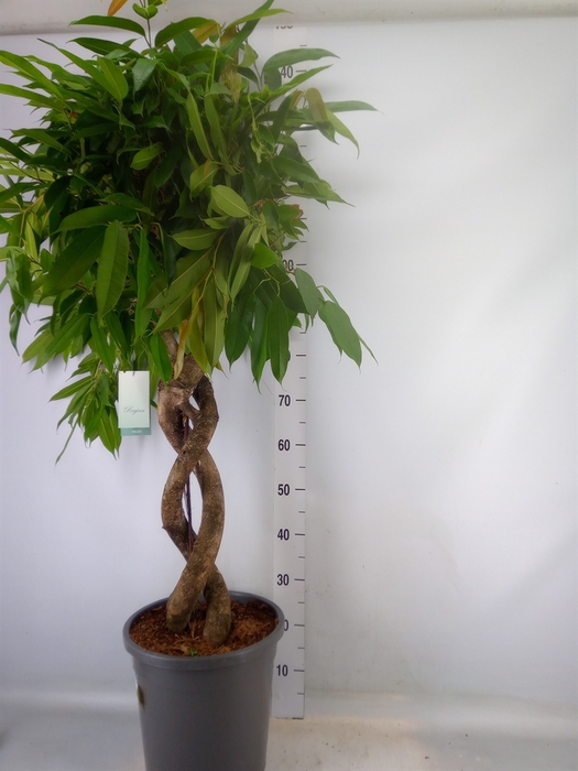 <h4>Ficus binn. 'Amstel King'</h4>