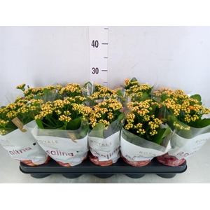 Kalanchoe blos. 'RosDon Feliz'