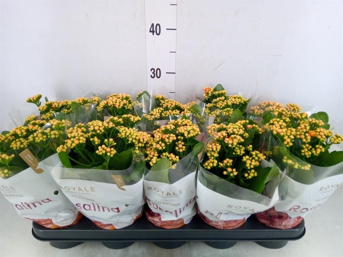 <h4>Kalanchoe blos. 'RosDon Feliz'</h4>