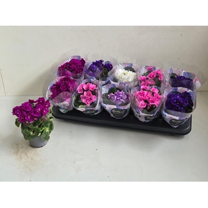 SAINTP IN ROCOCO GEM