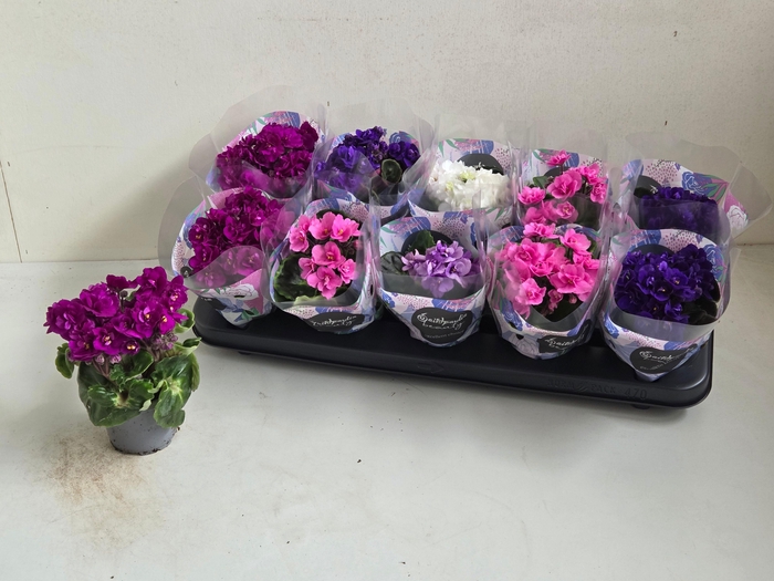 <h4>SAINTP IN ROCOCO GEM</h4>