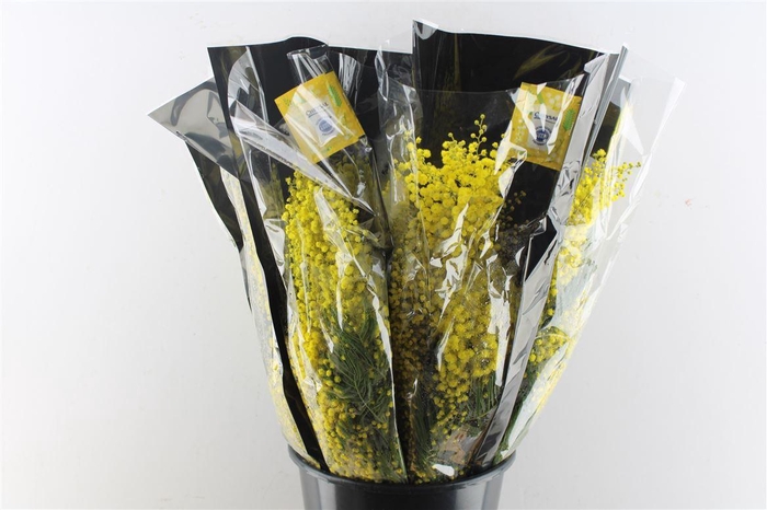 <h4>Acacia Mimosa Mirandole 200 Gram</h4>