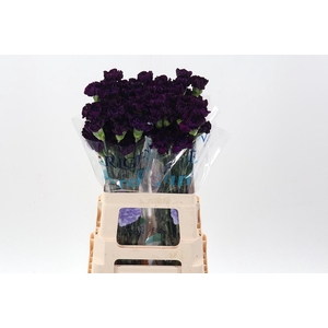 Di St Fl Moonvista 60cm