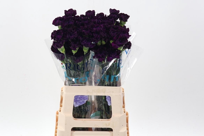 <h4>Di St Fl Moonvista 60cm</h4>