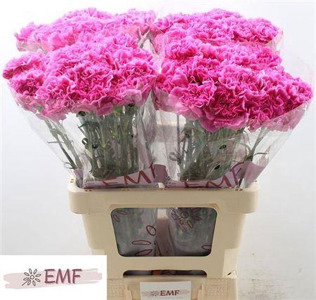 <h4>Di St Farida</h4>