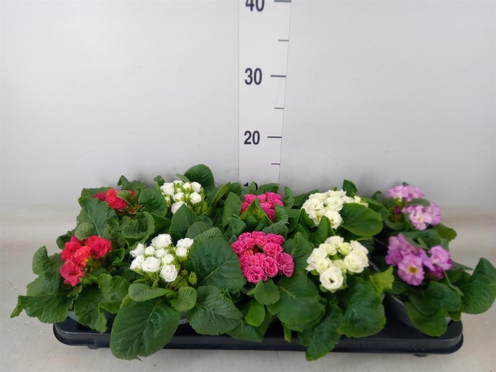 <h4>Primula   ...</h4>