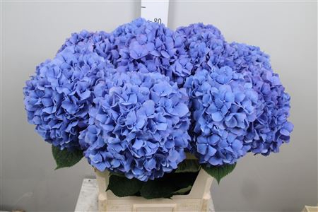 <h4>Hydr M Pimpernel</h4>