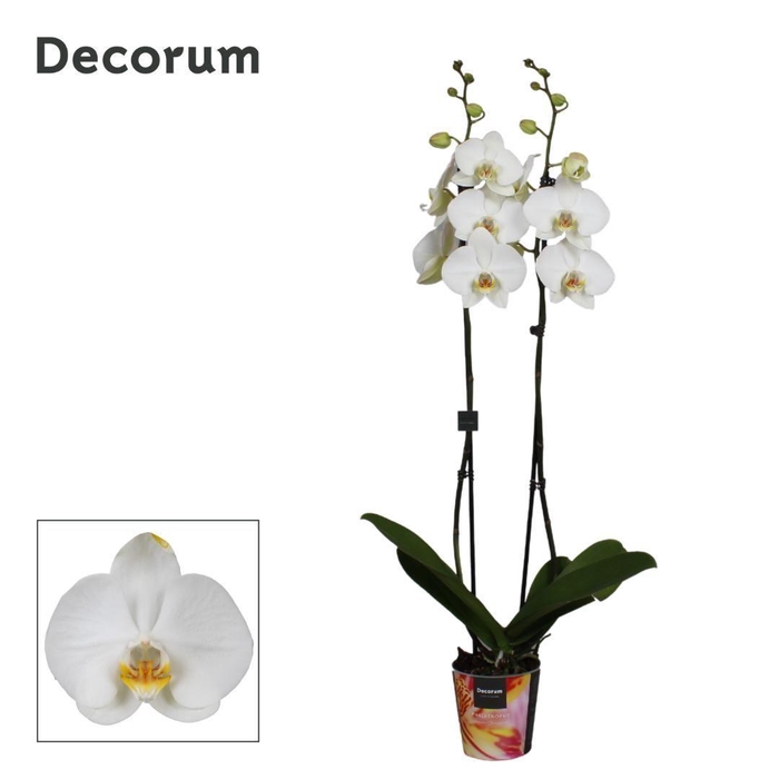 <h4>Phalaenopsis 2 tak Decorum wit 70 cm</h4>