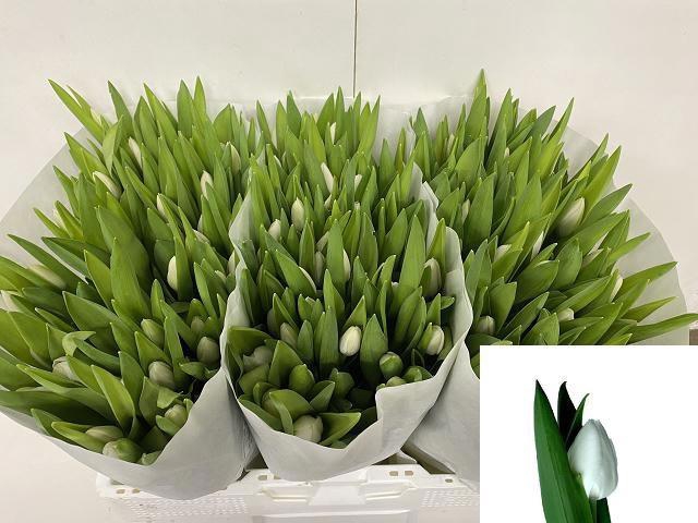 <h4>TU EN ROYAL VIRGIN</h4>