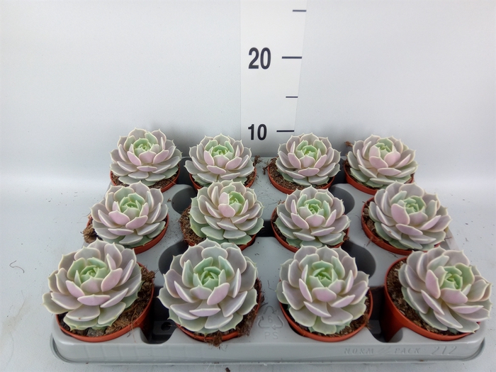 <h4>Echeveria   ...</h4>