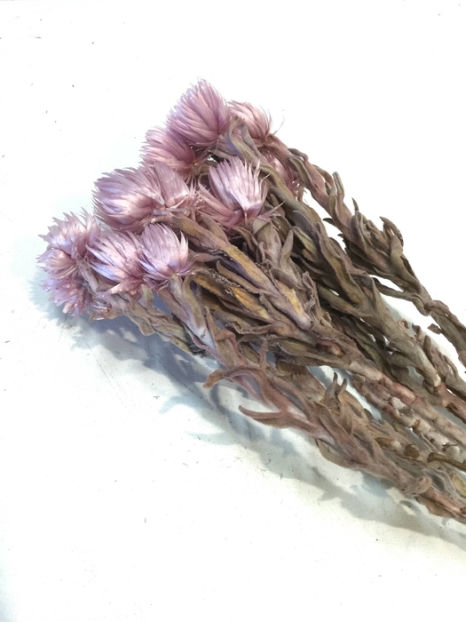 DRIED FLOWERS - KAAPS GROOT ERIKA