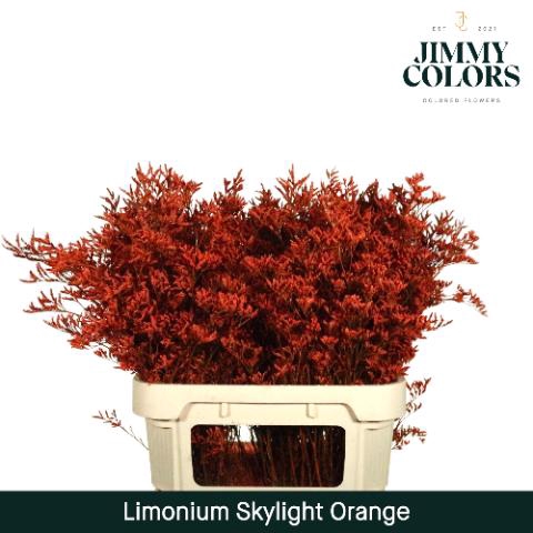<h4>Limonium Skylight L80 Orange</h4>