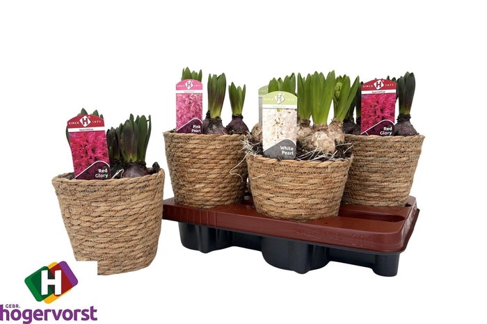 <h4>ARR HYACINTH</h4>