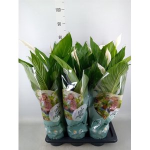 Spathiphyllum  'Bingo Cupido'