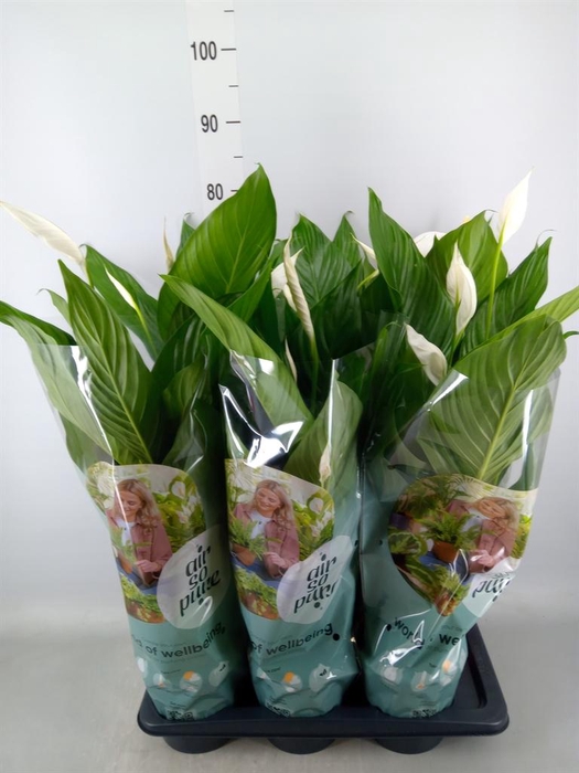<h4>Spathiphyllum 'Bingo Cupido'</h4>