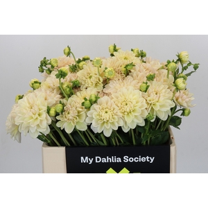 Dahlia Champagne