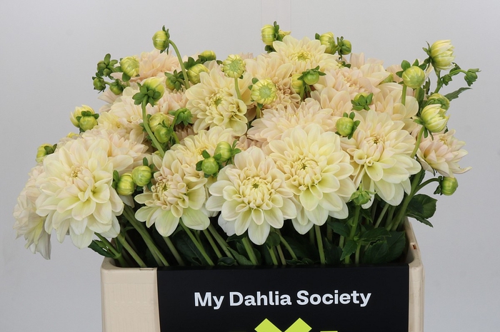 Dahlia Champagne
